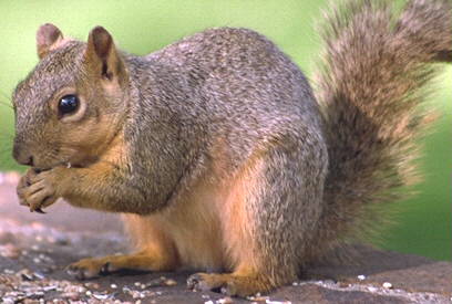 Happy grey squirrel